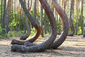 Krzywy Las leży w Nowym Czarnowie