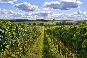 Lubuskie Centrum Winiarstwa