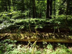 Białowieski Park Narodowy