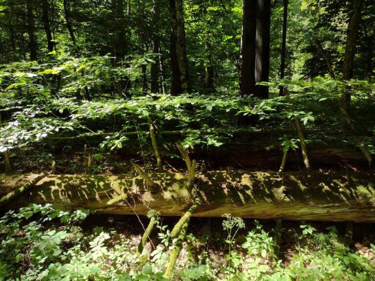 Białowieski Park Narodowy