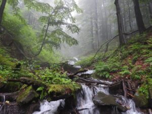 Lasy bukowe w Bieszczadzkim Parku Narodowym