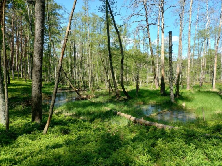 Park Narodowy „Bory Tucholskie”