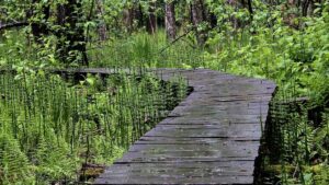 Poleski Park Narodowy