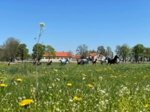 Stadnina Koni Michałów