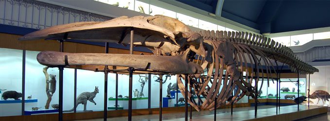 Szkielet Płetwala Błękitnego Muzeum Przyrodnicze Wrocław